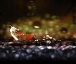 The Dishwasher: Vampire Smile